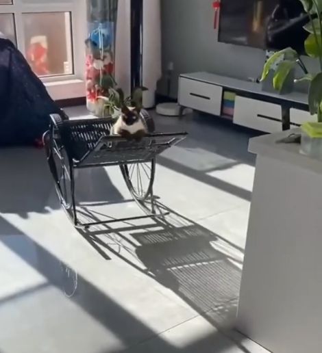 Коту оно подошло больше