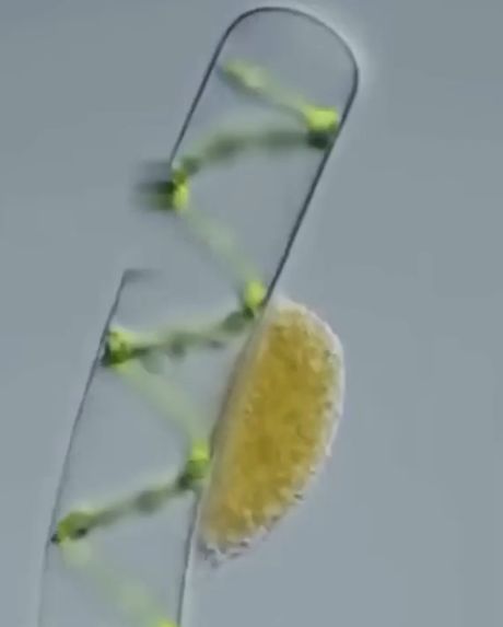 Амеба поедает растительные клетки одну за другой⁠⁠