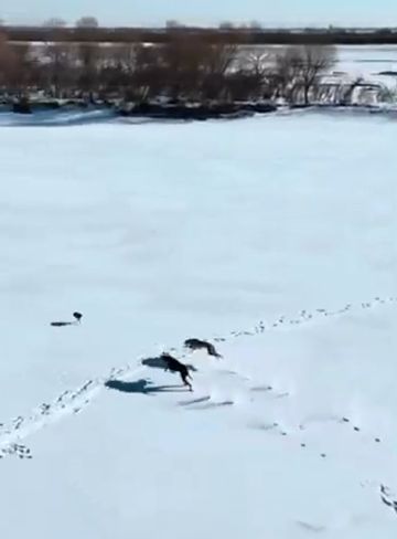 Нас не догонят!