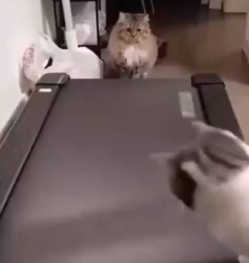 Спортсмен⁠⁠