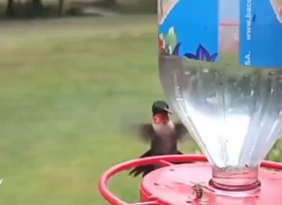 Колибри делает бочку, что бы сбросить пчелу⁠