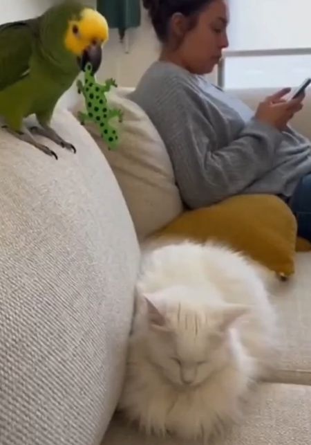 Вот жеж тролль