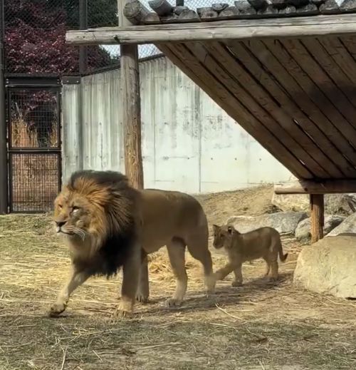 Королевское терпение⁠⁠
