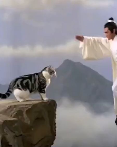 Секретный кошачий приём⁠⁠