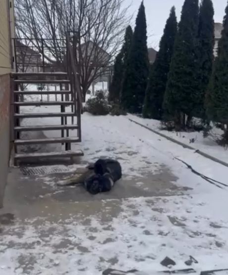 Котовое. Массажное