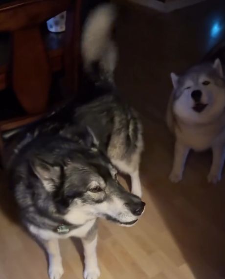 Обычное утро счастливого владельца хаски