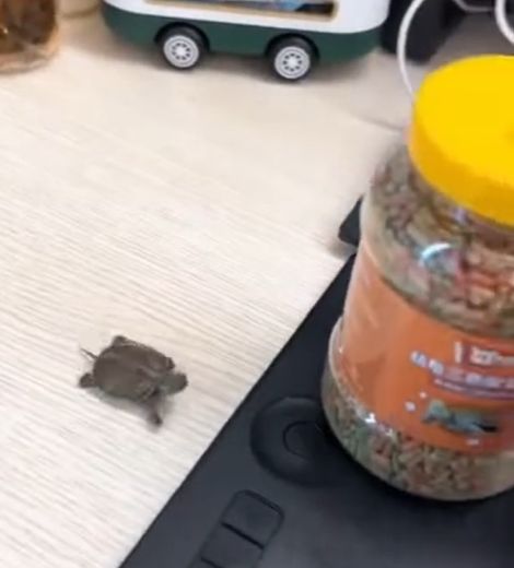 Маленький голодный зверь