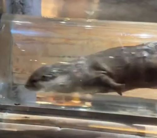 Как погладить выдру без регистрации и смс...⁠⁠