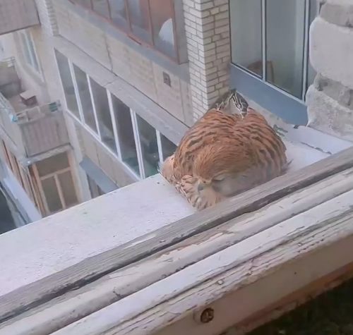 Пустельга свила гнездо на балконе