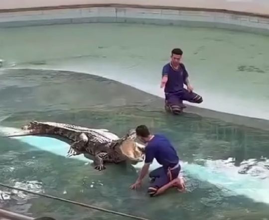 Трюк с крокодилом