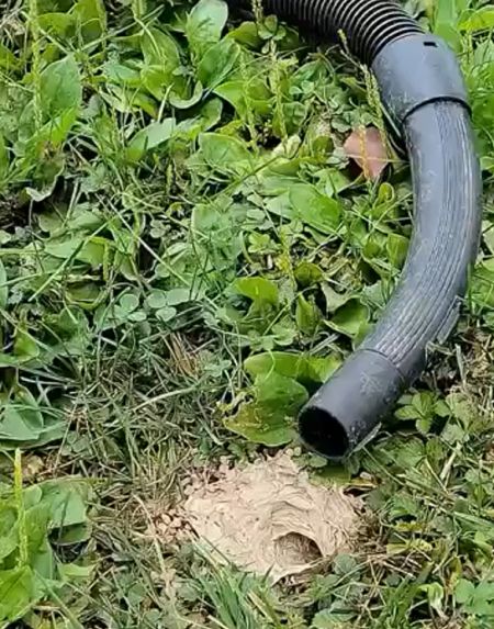 Удаление подземного гнезда ос⁠⁠