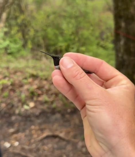 Взвешивание крошечной колибри