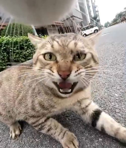 Дворовладелец