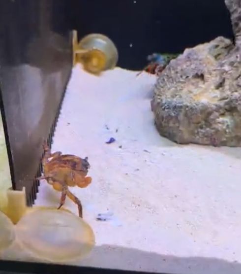 Морепродукты