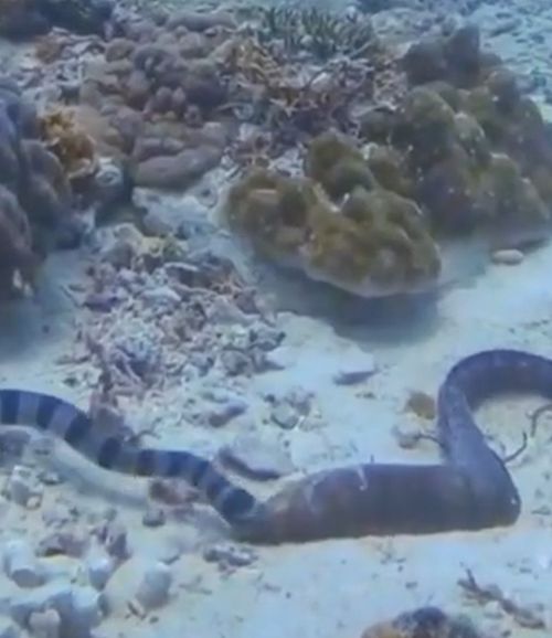 Мурена vs змеюка