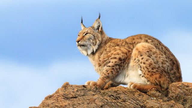 Хищный зверь в естественной среде обитания⁠⁠