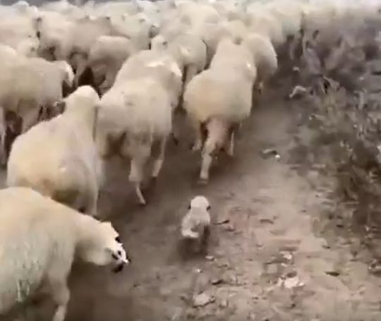 Первый рабочий день алабая⁠⁠