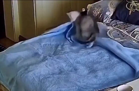 Свил себе гнездо