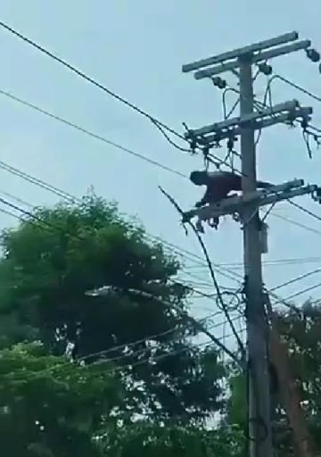 Летальная кража высоковольтного провода