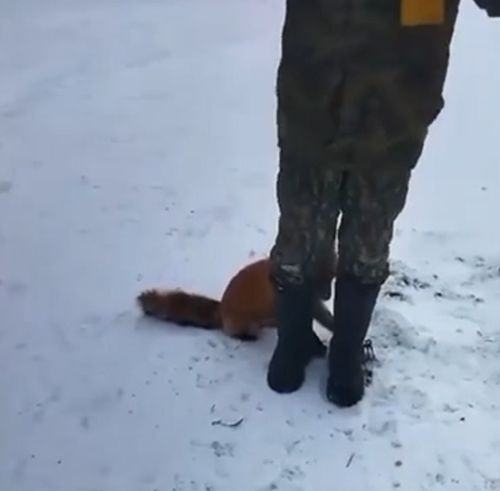 Рыбаки спасли лису из охотничьего капкана на берегу реки