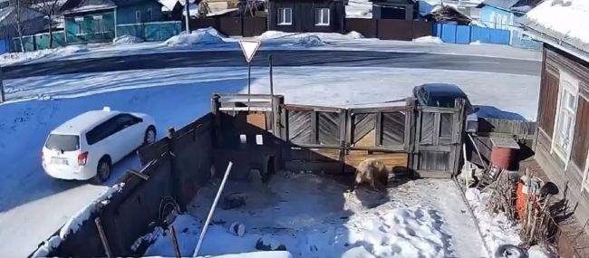 Собакен пропустил главное событие последних месяцев в своей жизни