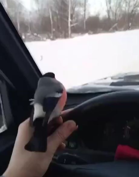 Подмосковный лесничий выходил раненого снегиря Гришку