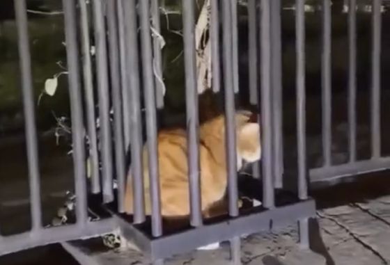 Шутка от рыжего кота