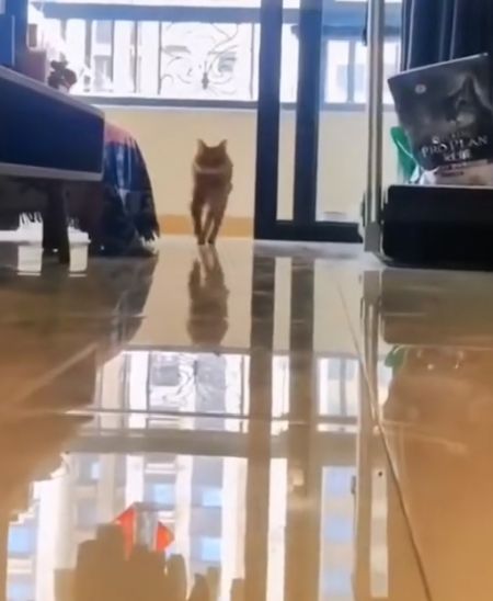 Грация кошки⁠⁠