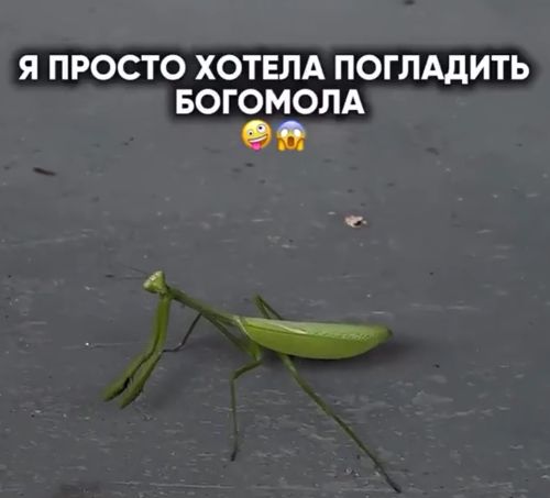 Опасное⁠⁠