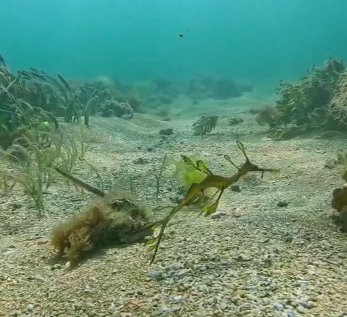 Морской дракон