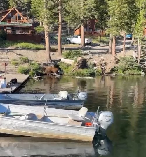 Повезло рыбаку, что мишка сытый