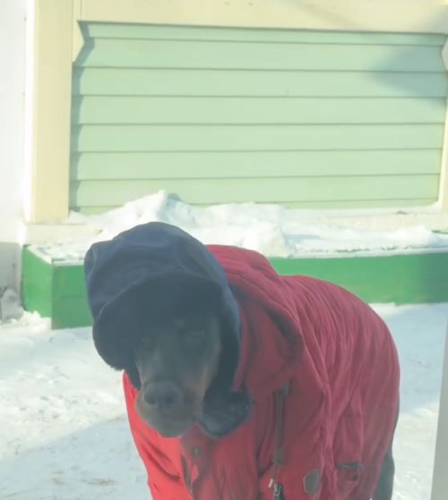 Доберман в шапке-ушанке покорил интернет новым образом деревенского пса