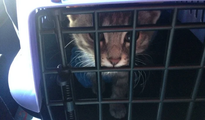 В банке сработала сигнализация, когда полиция прибыла на место, то обнаружили запертого кота внутри банка⁠⁠