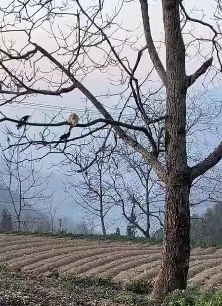 Заклевали котю