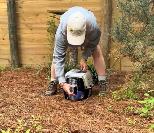 Солнечная цапля похожа на творение нейросети...⁠⁠