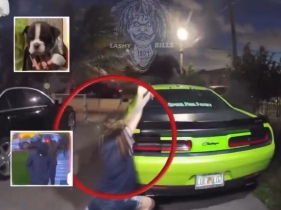 Заводчица собак в США открыла огонь из пистолета-пулемета по похитителям щенков