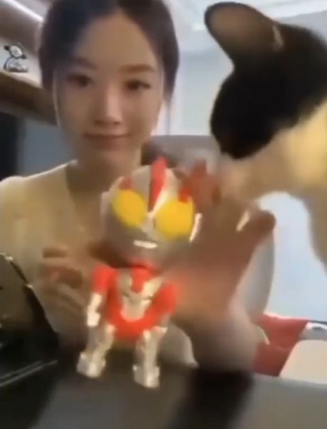 Нежданчик для кота