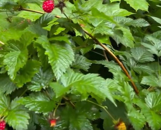 Опять она жрёт мои ягоды⁠⁠