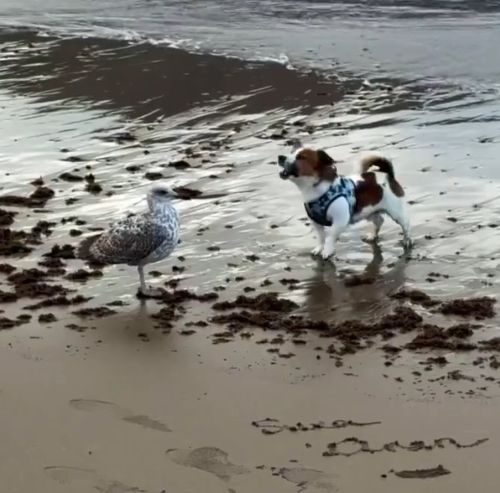 Достойный уровень пофигизма