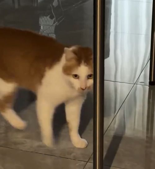 Ох уж эти котики!