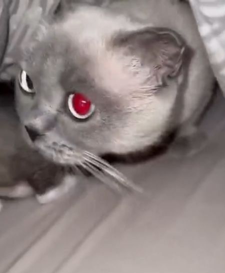 Детский сад под одеялом