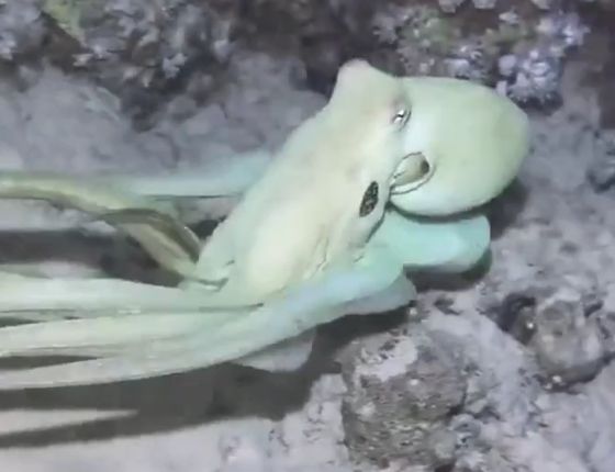 Осьминог демонстрирует свою невероятную маскировку