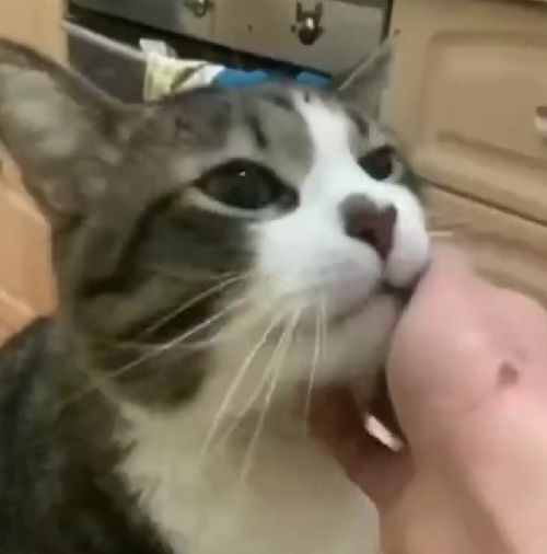 Как жить без кусь