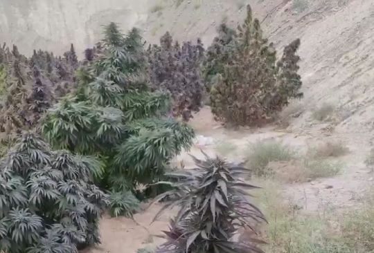 Суровый Афганский ельник