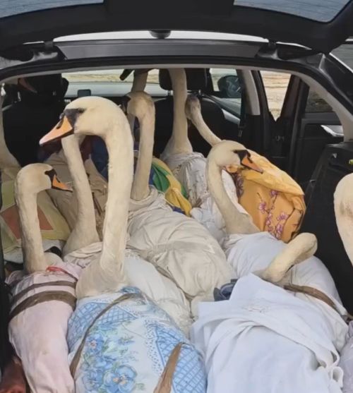 В Калининградской области на свободу выпустили почти семьдесят спасенных волонтерами лебедей