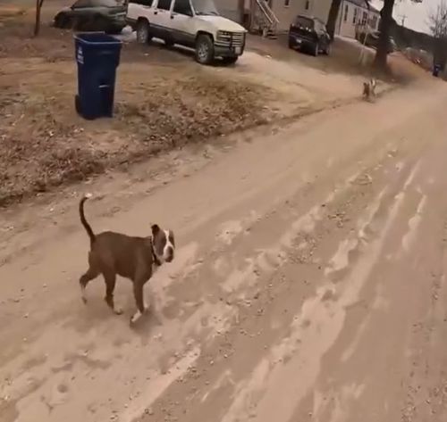 Эффективный способ борьбы с бродячими собаками⁠⁠