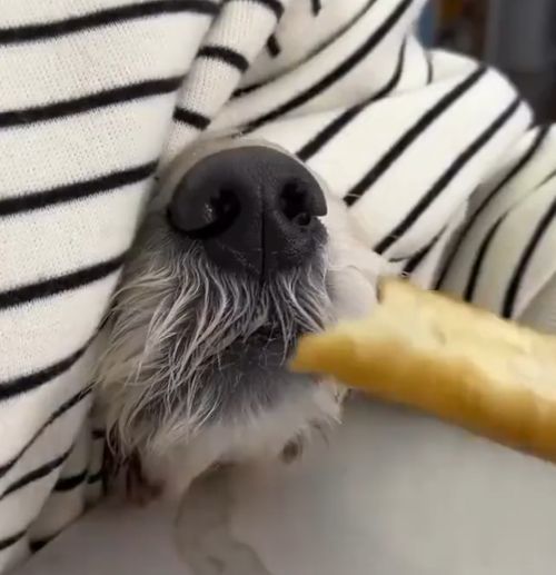 Этот нос не проведешь