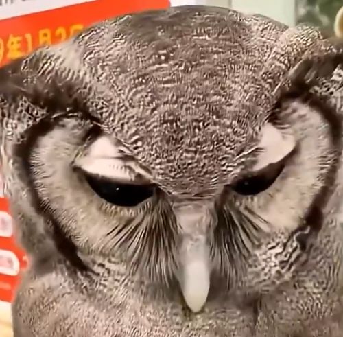 Совы - это тоже котики!⁠⁠