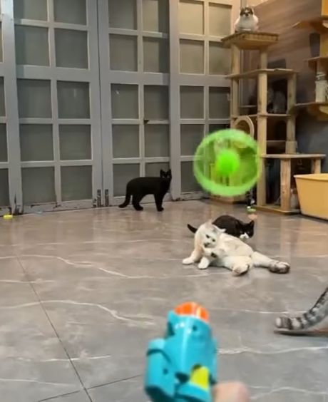 Бывает инстинкт охотника, а бывает инстинкт картошки⁠⁠