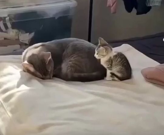 Недавно взятый котёнок пытается подружиться с живущим здесь котом⁠⁠